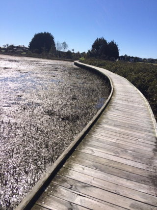 Pauanui Tairua Trail